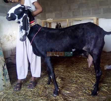 beetal Goat bakri Karachi, Pakistan Only of pure beetal goat lover’s