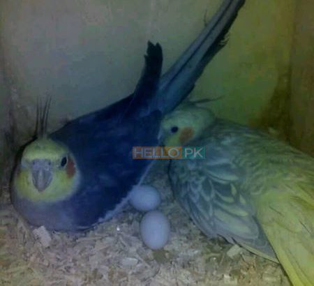 Cocktail With Chiks 5,000 Fully Breedr Lahore