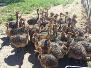 Ostrich chicks 03126080981 Rs20,000 Punjab, Pakistan