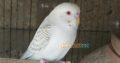 Albino Latino Personta Love Birds Eno Coctail Fellow For Sale Lahore, Pakistan