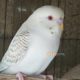 Albino Latino Personta Love Birds Eno Coctail Fellow For Sale Lahore, Pakistan