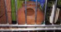 1 bajre breeder pair and one black eyes breeder Rs2,200 Islamabad