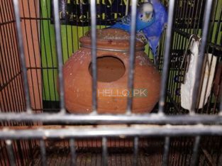 1 bajre breeder pair and one black eyes breeder Rs2,200 Islamabad