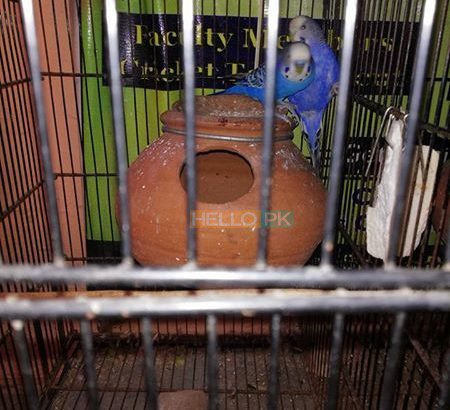 1 bajre breeder pair and one black eyes breeder Rs2,200 Islamabad