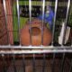 1 bajre breeder pair and one black eyes breeder Rs2,200 Islamabad