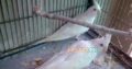 Albino Latino Personta Love Birds Eno Coctail Fellow For Sale Lahore, Pakistan