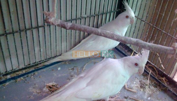 Albino Latino Personta Love Birds Eno Coctail Fellow For Sale Lahore, Pakistan