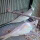 Albino Latino Personta Love Birds Eno Coctail Fellow For Sale Lahore, Pakistan