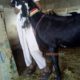 beetal Goat bakri Karachi, Pakistan Only of pure beetal goat lover’s