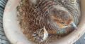 Grey tetar breeder pair 10,000 Karachi