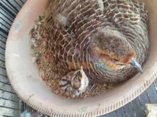 Grey tetar breeder pair 10,000 Karachi