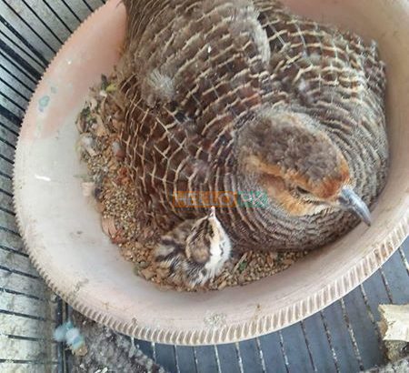 Grey tetar breeder pair 10,000 Karachi