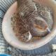 Grey tetar breeder pair 10,000 Karachi