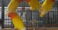 Albino Latino Personta Love Birds Eno Coctail Fellow For Sale Lahore, Pakistan