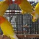 Albino Latino Personta Love Birds Eno Coctail Fellow For Sale Lahore, Pakistan