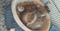Grey tetar breeder pair 10,000 Karachi