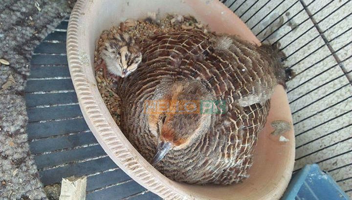 Grey tetar breeder pair 10,000 Karachi