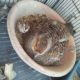 Grey tetar breeder pair 10,000 Karachi