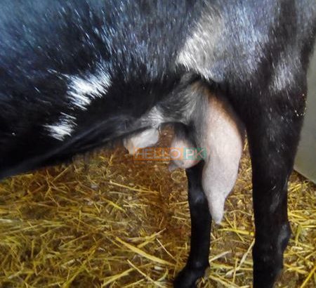 beetal Goat bakri Karachi, Pakistan Only of pure beetal goat lover’s