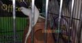 1 bajre breeder pair and one black eyes breeder Rs2,200 Islamabad