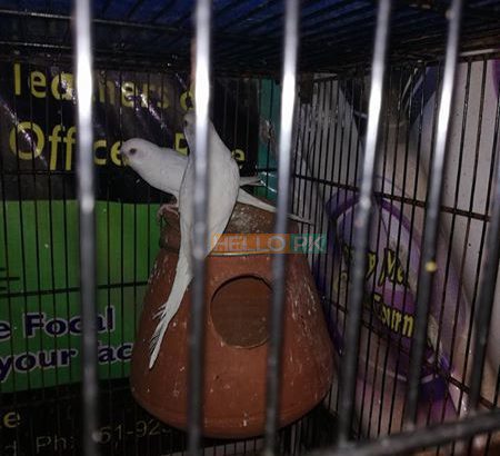 1 bajre breeder pair and one black eyes breeder Rs2,200 Islamabad