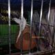1 bajre breeder pair and one black eyes breeder Rs2,200 Islamabad