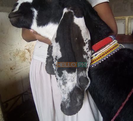 beetal Goat bakri Karachi, Pakistan Only of pure beetal goat lover’s