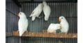 Albino Latino Personta Love Birds Eno Coctail Fellow For Sale Lahore, Pakistan