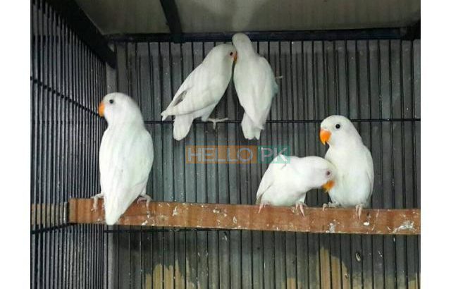 Albino Latino Personta Love Birds Eno Coctail Fellow For Sale Lahore, Pakistan