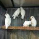 Albino Latino Personta Love Birds Eno Coctail Fellow For Sale Lahore, Pakistan