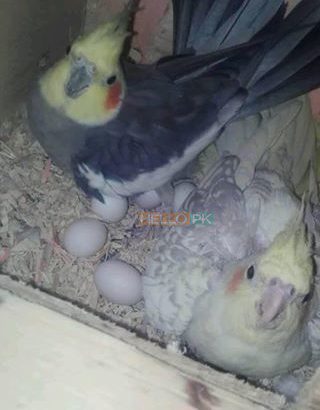 Cocktail With Chiks 5,000 Fully Breedr Lahore