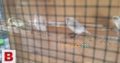 Albino Latino Personta Love Birds Eno Coctail Fellow For Sale Lahore, Pakistan