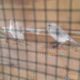 Albino Latino Personta Love Birds Eno Coctail Fellow For Sale Lahore, Pakistan