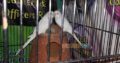 1 bajre breeder pair and one black eyes breeder Rs2,200 Islamabad