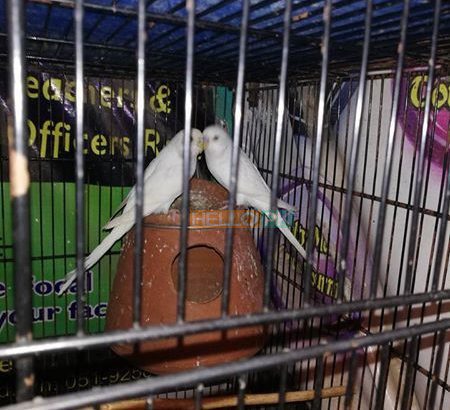 1 bajre breeder pair and one black eyes breeder Rs2,200 Islamabad