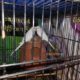 1 bajre breeder pair and one black eyes breeder Rs2,200 Islamabad