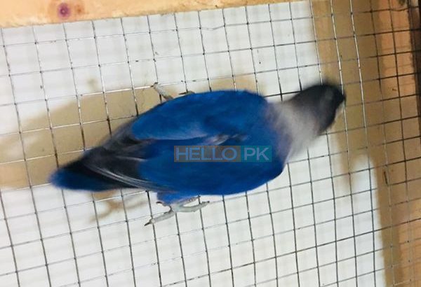 Love birds Lahore