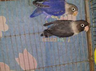 pearl pied Gulshan-e-Iqbal