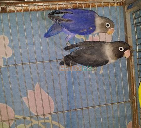 pearl pied Gulshan-e-Iqbal