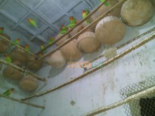 For sale Fisher breeder pairs with eggs n chicks