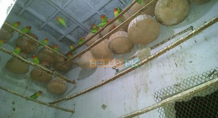 For sale Fisher breeder pairs with eggs n chicks
