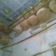 For sale Fisher breeder pairs with eggs n chicks