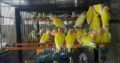 ALL BIRDS for sale