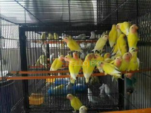 ALL BIRDS for sale