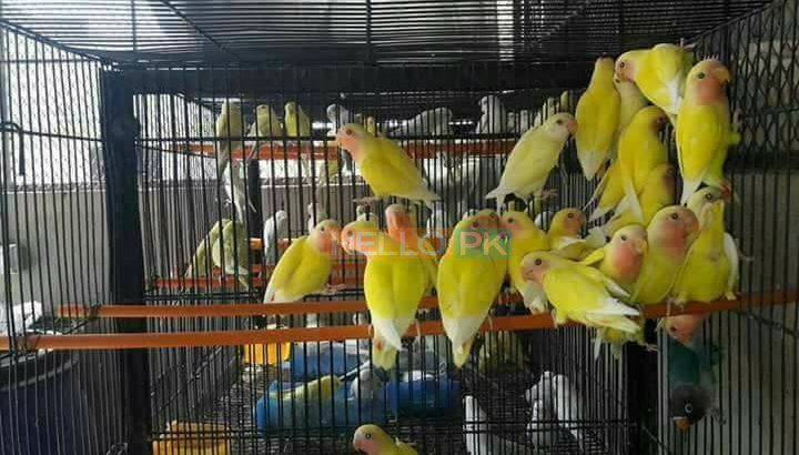 ALL BIRDS for sale