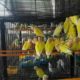ALL BIRDS for sale