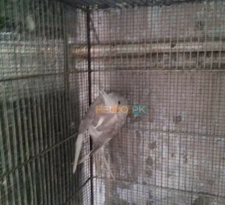 pearl pied Gulshan-e-Iqbal