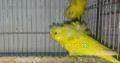 Df lutino hogoromo 4pair for sale Pic only for reference Location : karachi
