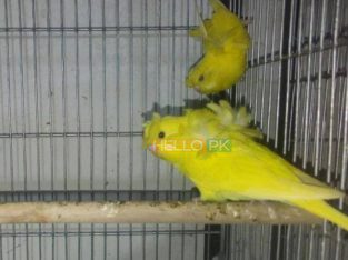 Df lutino hogoromo 4pair for sale Pic only for reference Location : karachi