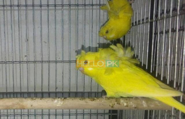 Df lutino hogoromo 4pair for sale Pic only for reference Location : karachi
